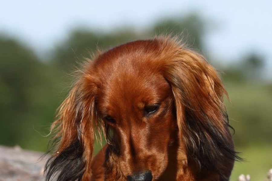 241495632_4396928427016642_2024048469288334008_n