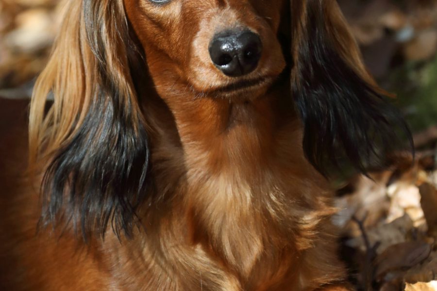 HD_008_chesp_sh1_rac24