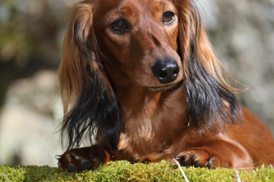 HD_019_chesp_sh1_rac24