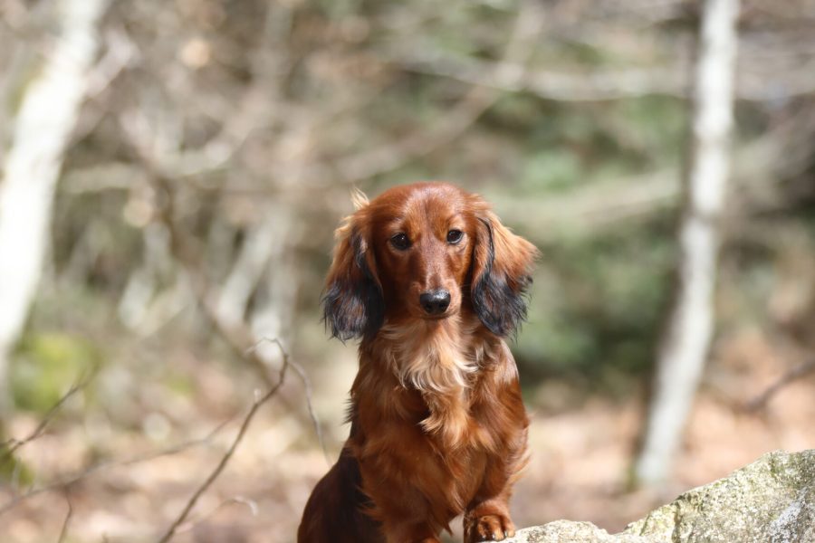 HD_107_chesp_sh1_rac24